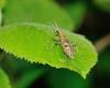 Rhagium mordax